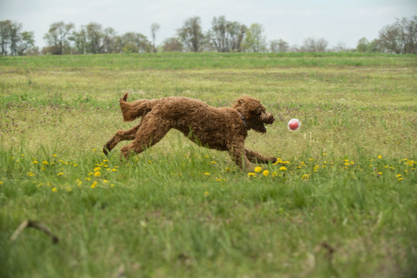 Amazing Squeaker Ball