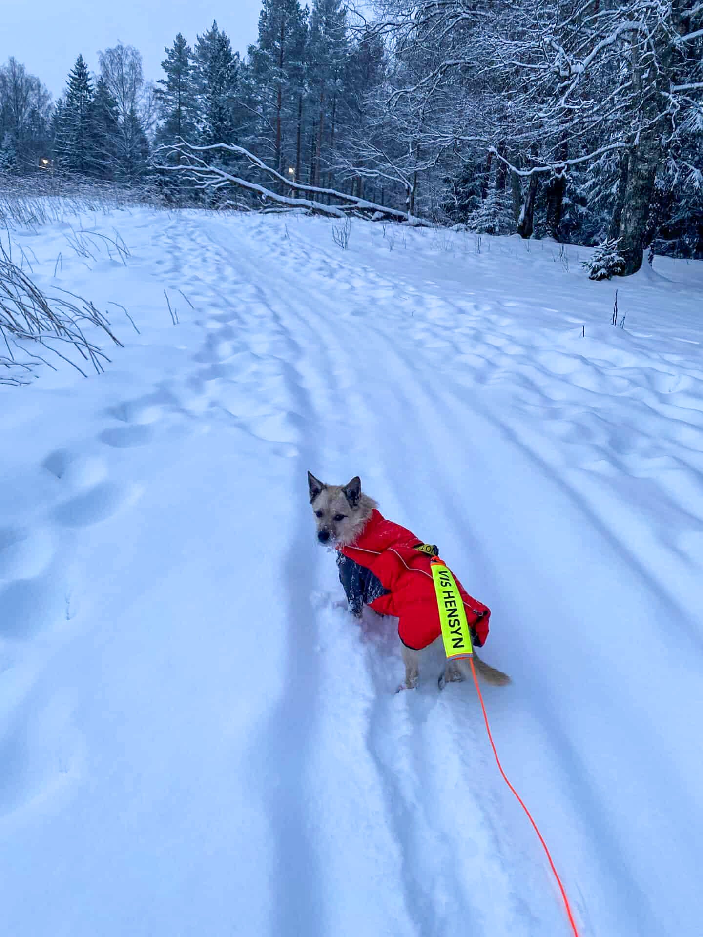 Sleeve "Ikke rør" - Gul hund