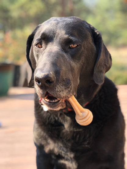 Honey Bone Nylon Chew Bone for Dogs