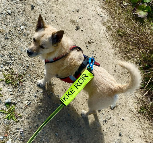 Sleeve "Ikke rør" - Gul hund